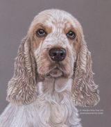 Angus in pastels