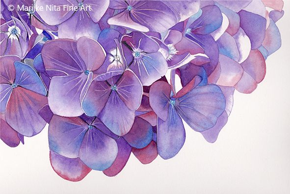 Hydrangea flowers in aquarel
