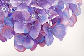 Hydrangea flowers in aquarel