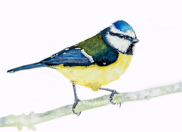 Blue tit in aquarel