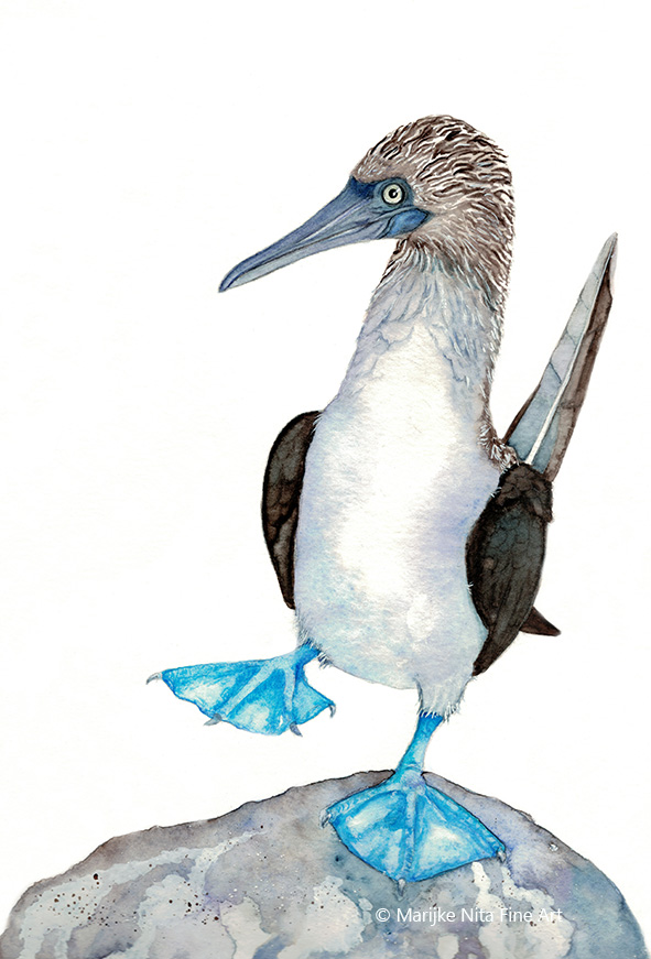 Blue-footed booby in aquarel