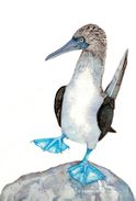 Blue-footed booby in aquarel