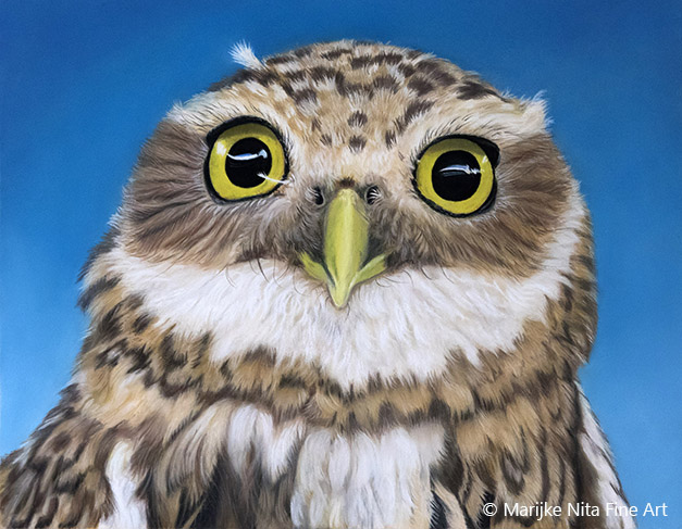 Burrowing Owl in pastel