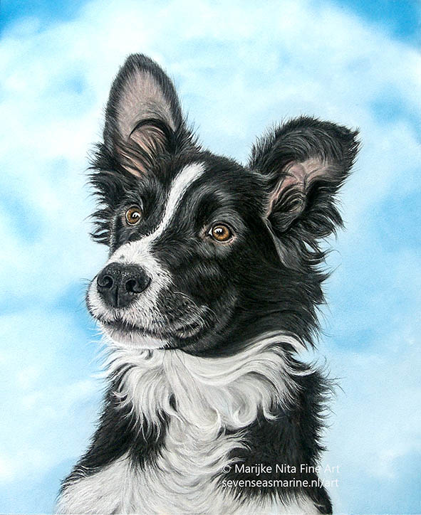 Collie Kyla in pastels
