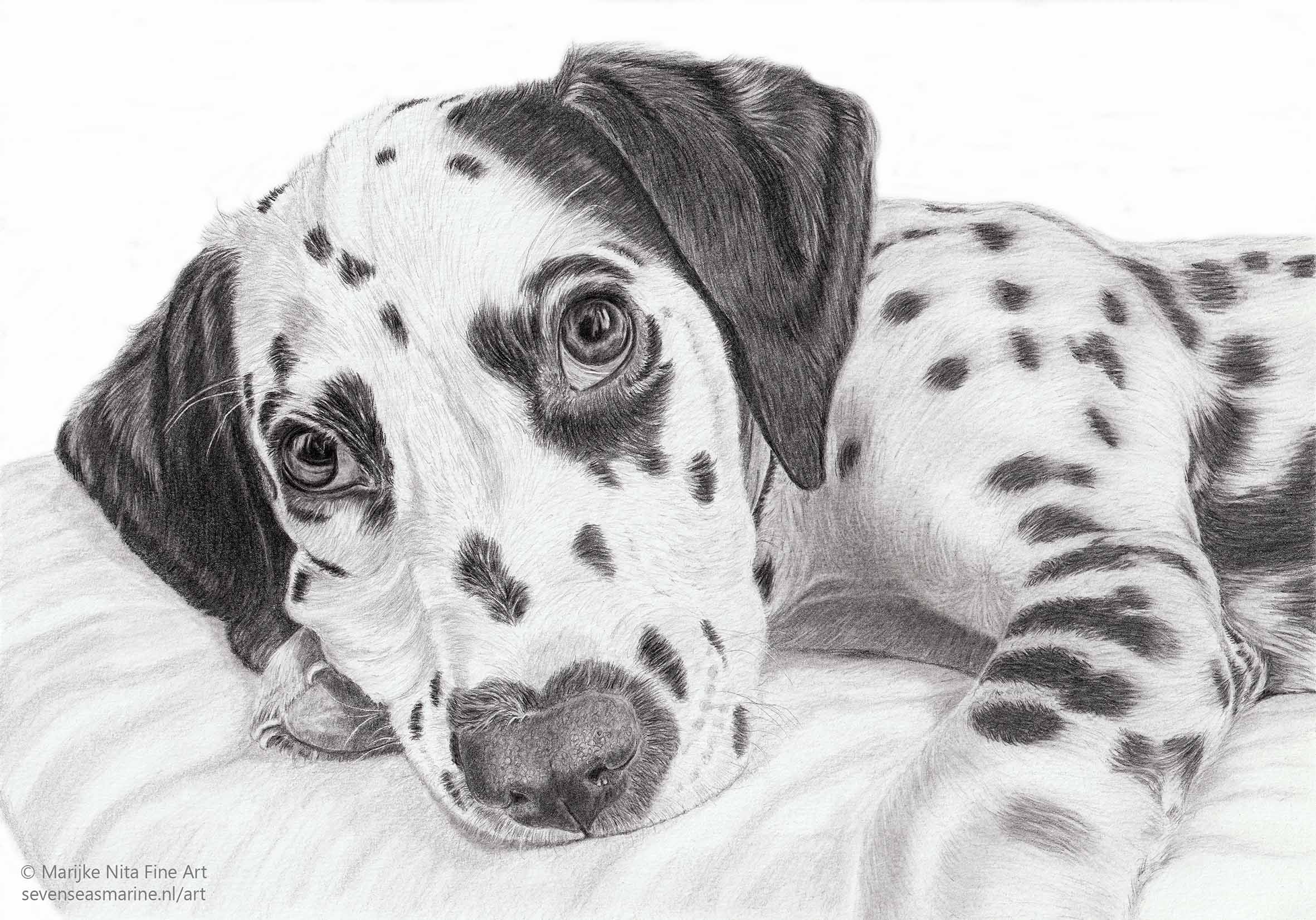Bagheera in graphite