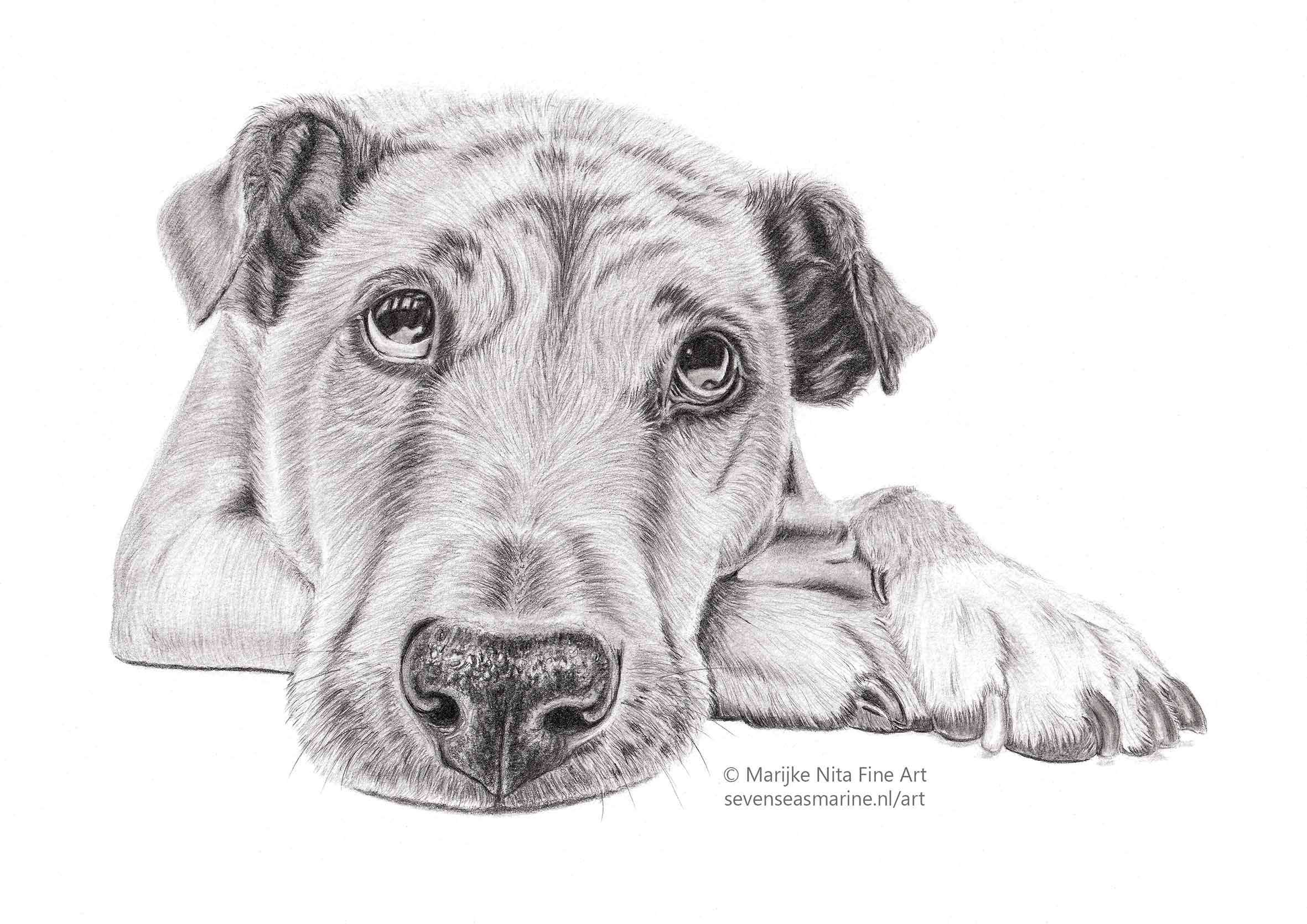 Dog in graphite