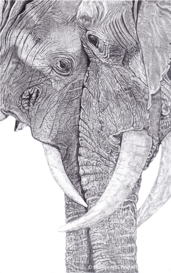 Elephants in graphite