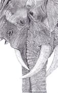 Elephants in graphite
