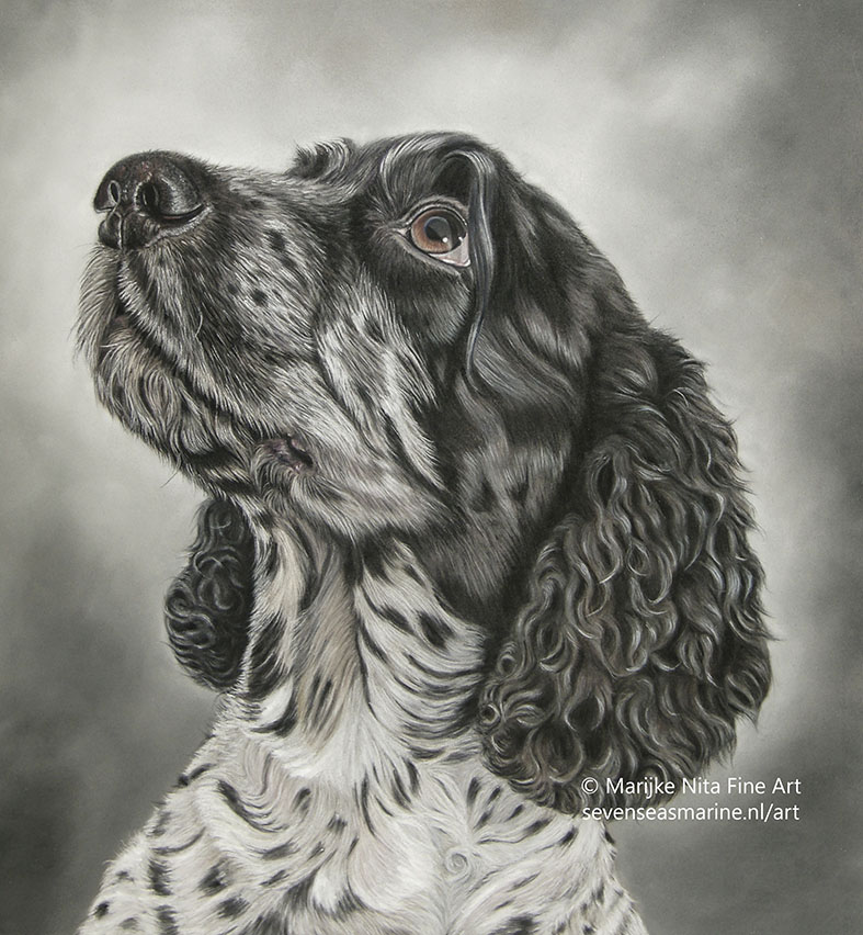 Daniel the spaniel in pastels