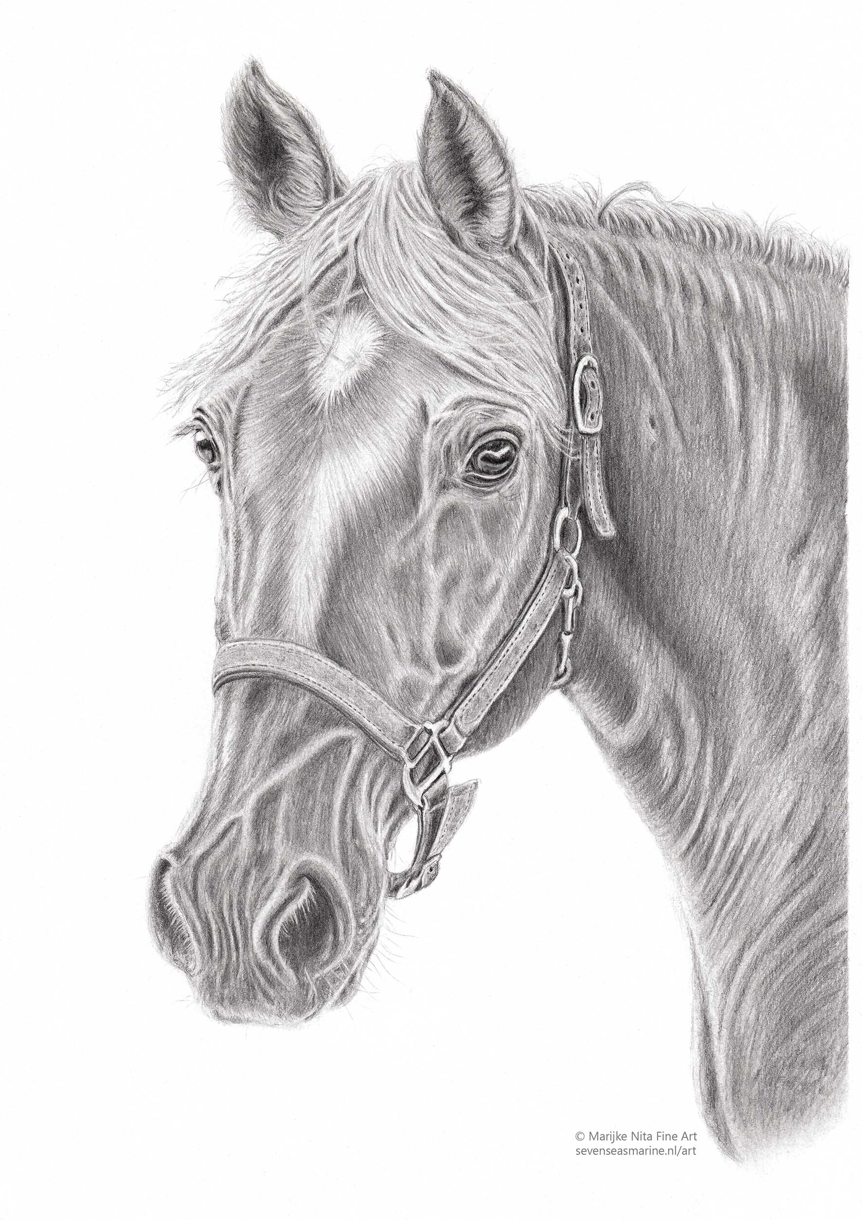 Horse in graphite