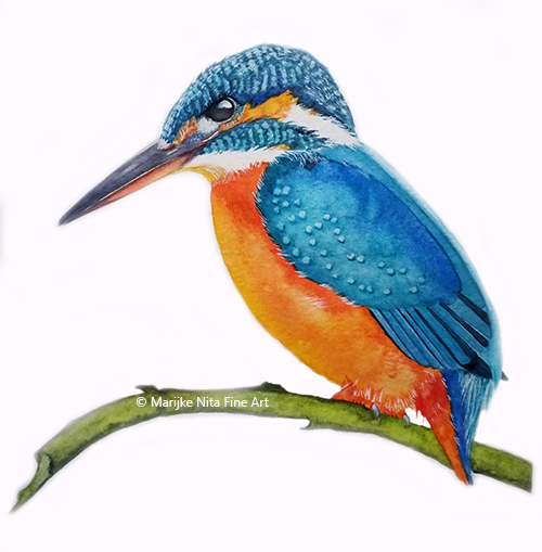Kingfisher in aquarel