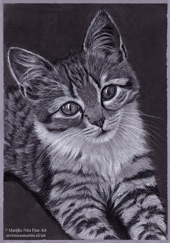 Kitten in charcoal