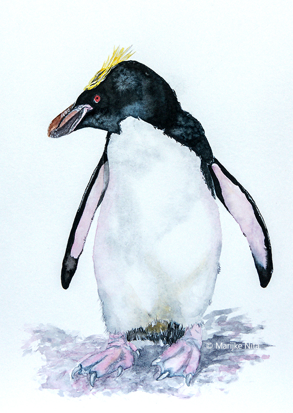 Macaroni penguin in aquarel