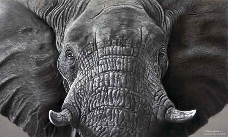 Elephant in pastels (grey scale)