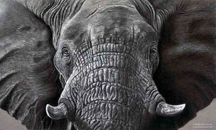 Elephant in pastels (grey scale)