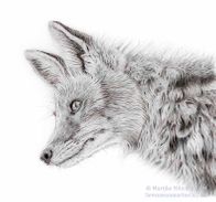 Fox in graphite