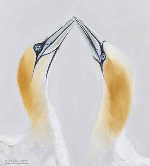 Gannets in pastel