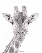 Giraffe in graphite
