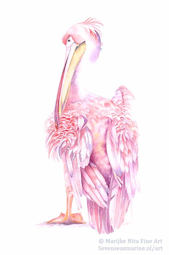 Pink pelican in aquarel