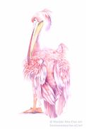 Pink pelican in aquarel