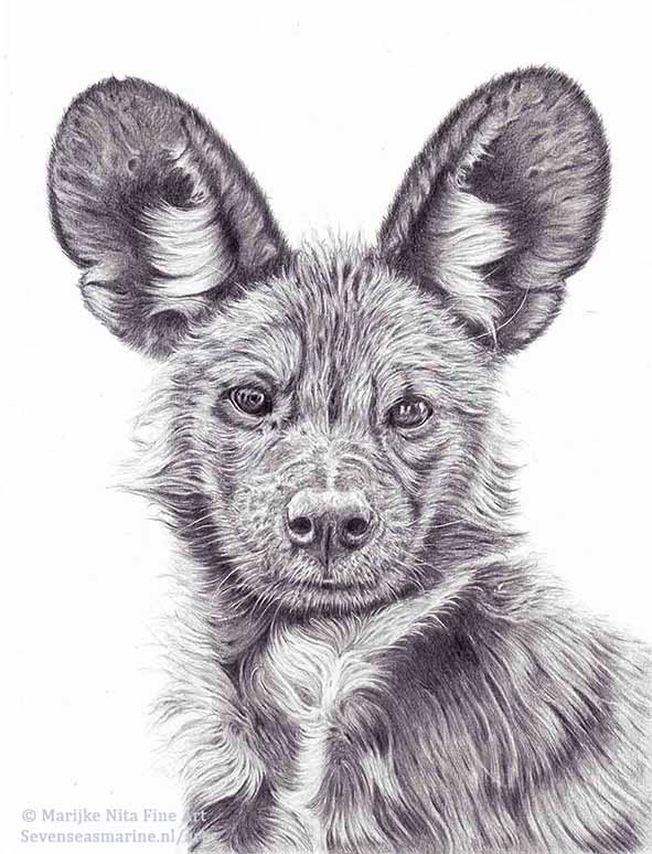 Wild dog in graphite