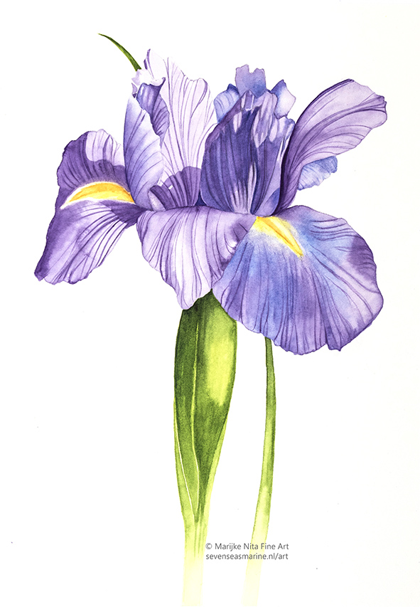 Iris in aquarel