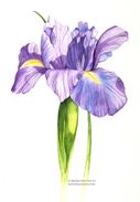 Iris in aquarel