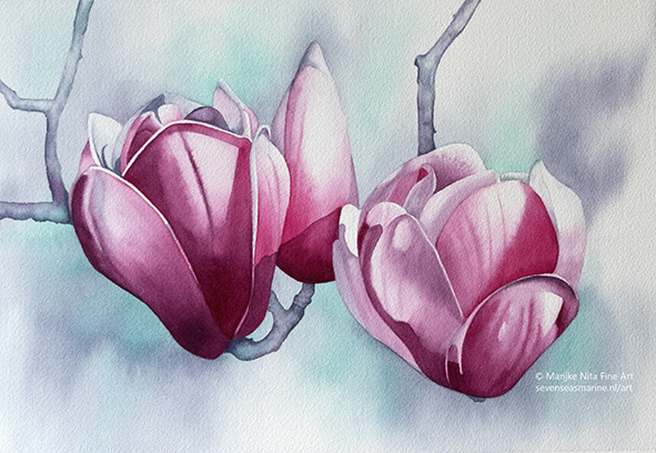 Magnolia in aquarel