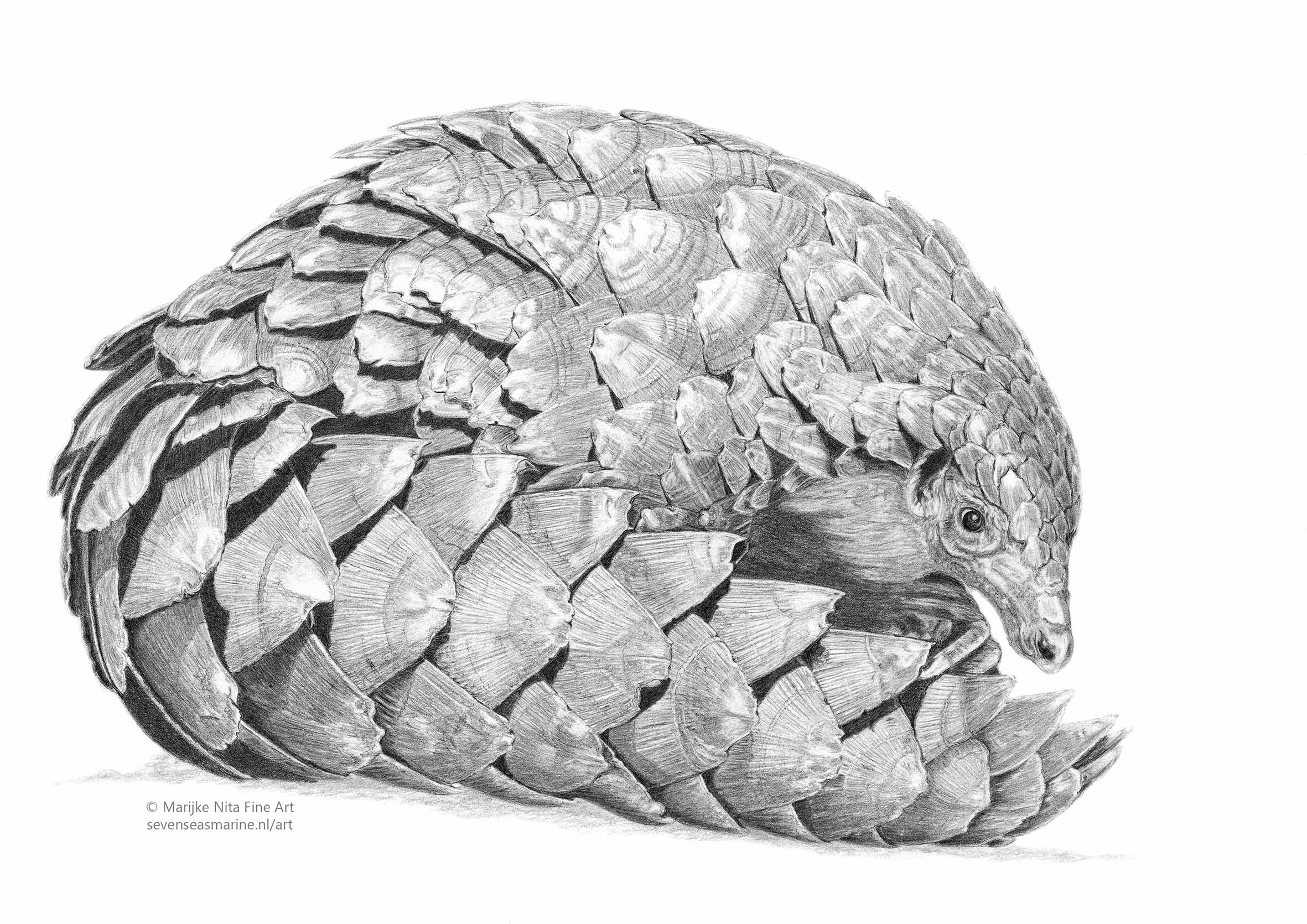 Pangolin in graphite