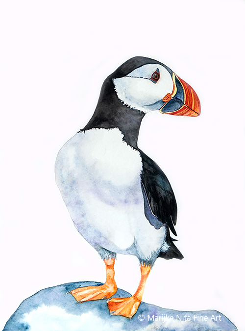 Puffin in aquarel