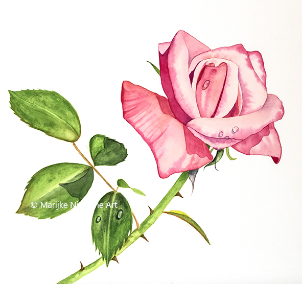 Rose in aquarel