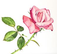 Rose in aquarel