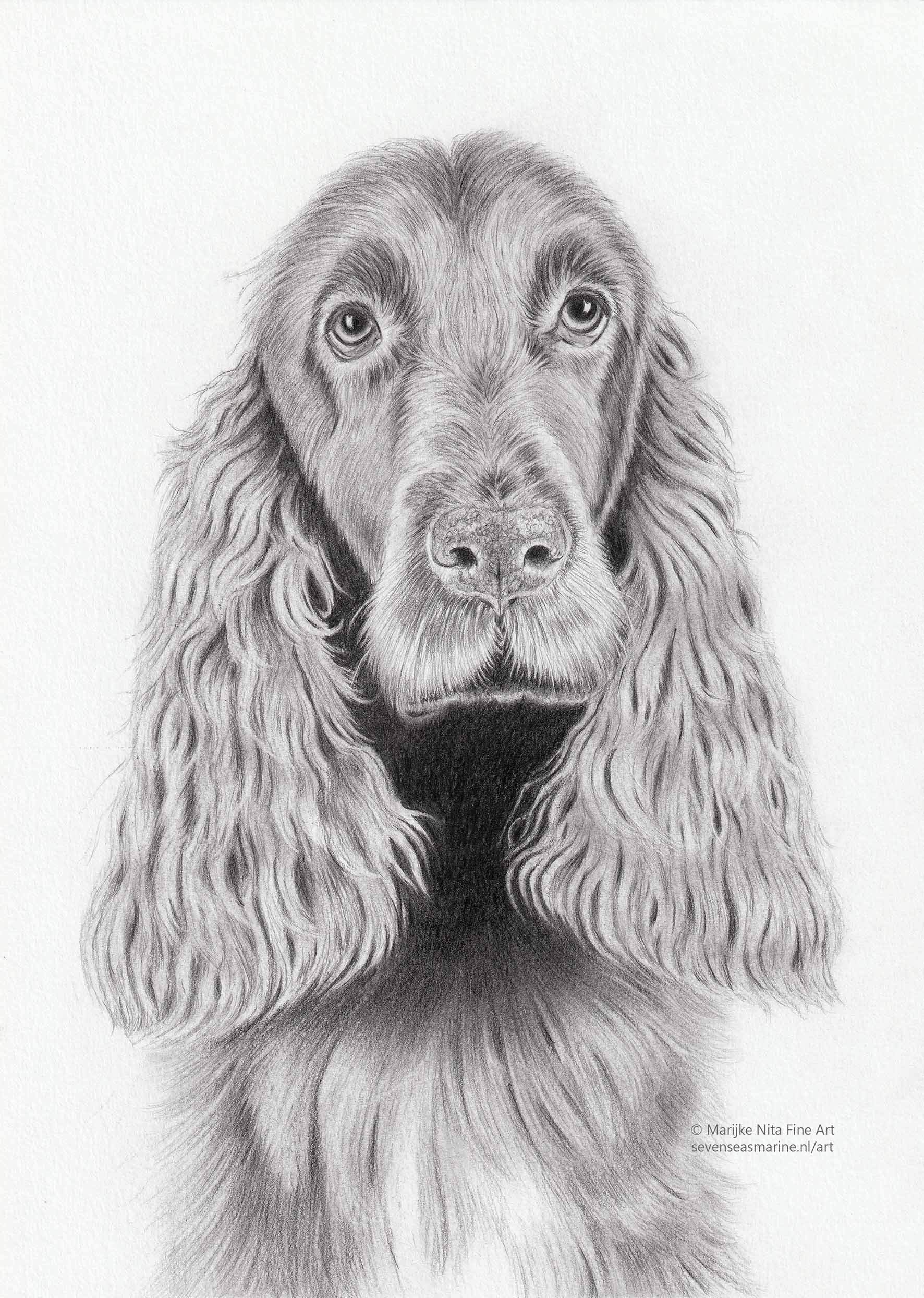 Spaniel in graphite