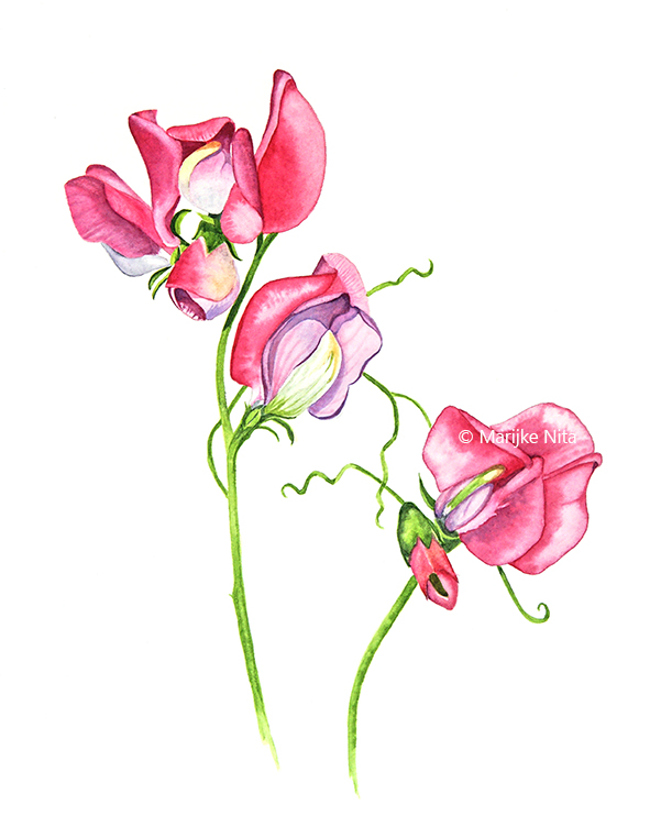 Sweet peas in aquarel