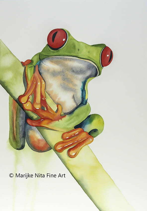 Red-eyed tree frog in aquarel
