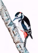 Great spotted woodpecker in aquarel