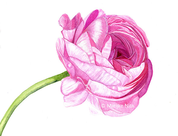 Ranunculus flower in aquarel