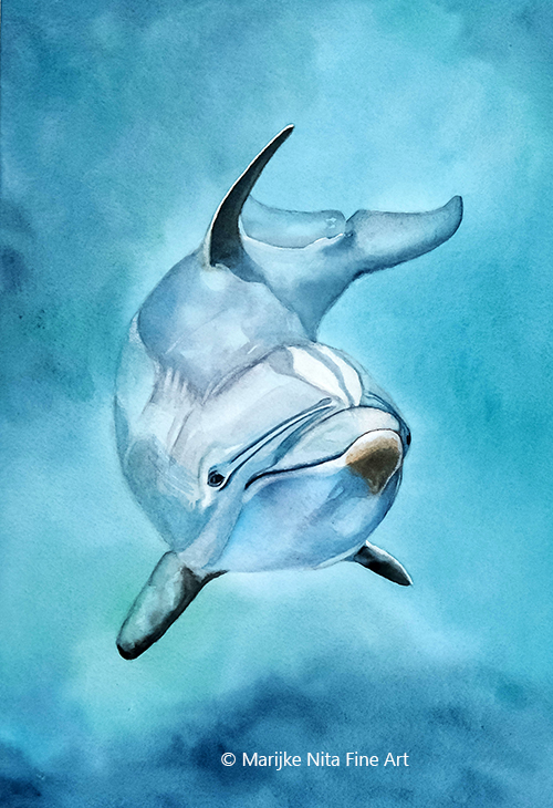 Bottlenose dolphin in aquarel