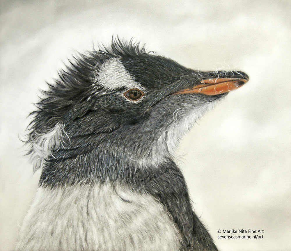 Gentoo penguin in pastels