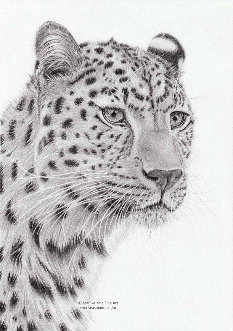 Leopard in graphite