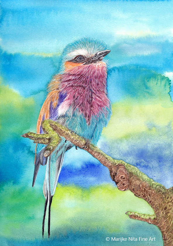 Lilac breasted roller in mixed media