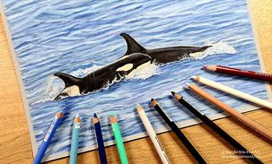 Orcas in pastels
