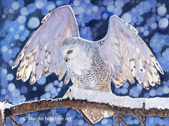 Snowy owl in colour pencil