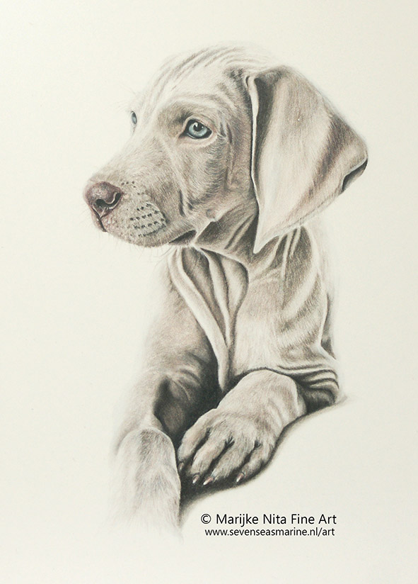 George in colour pencil